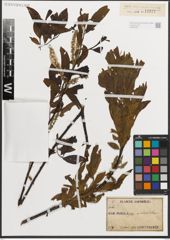 Foto von Salix L.